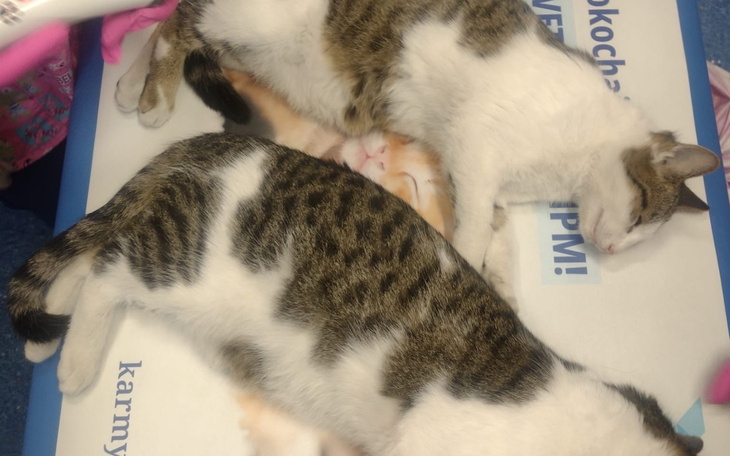 Dwa śpiące koty leżą obok siebie na stole.