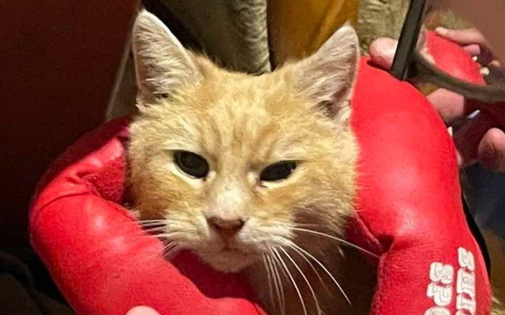 Kot w rękawicach bokserskich, gotowy do walki.