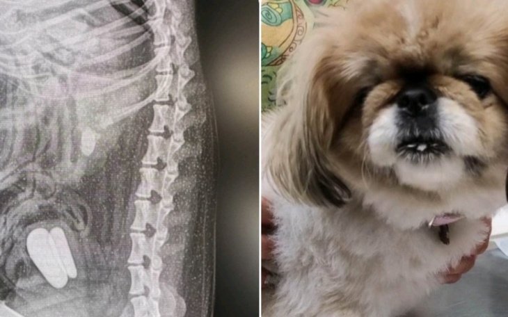 Zbiórka Poprostu chce żyć - zdjęcie główne