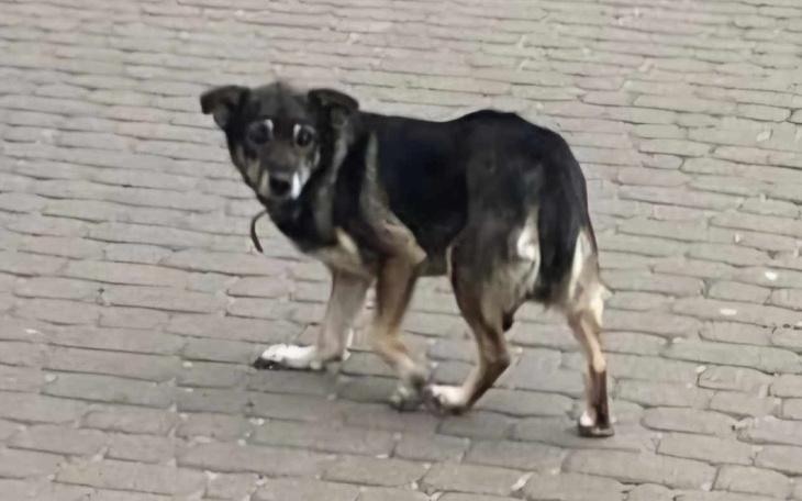 Zbiórka Myszka Sunia Zbiera na Transport - zdjęcie główne