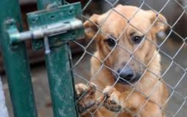 Zbiórka Wsparcia schroniska dla zwierząt - zdjęcie główne