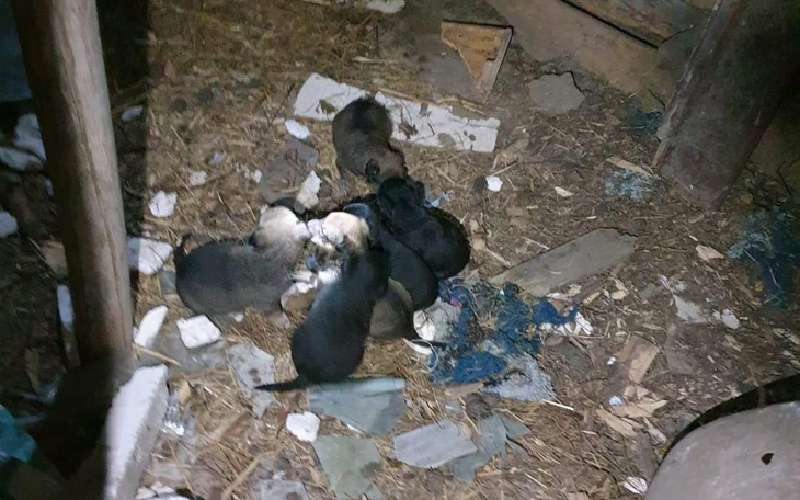 Zbiórka Usłysz bicie 23 serc - zdjęcie główne