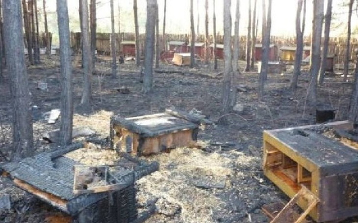 Zbiórka Pomóżcie odbudować pasiekę brata - zdjęcie główne