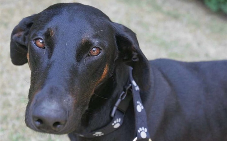 Zbiórka dla pieska który jest chory - zdjęcie główne