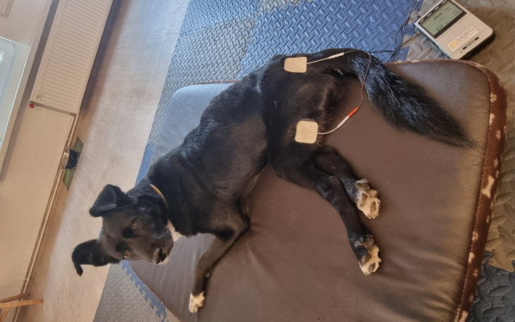 Zbiórka Rehabilitacja Kori - zdjęcie główne