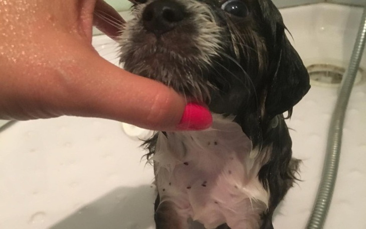 Zbiórka Sterylizacja i opieka weteteryn. - zdjęcie główne