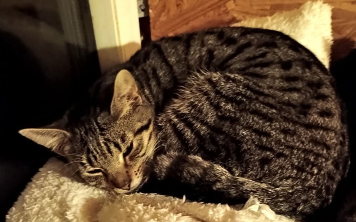 Kot zwinięty w kłębek na miękkim podłożu.