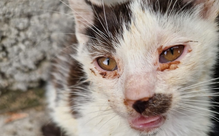 Zbiórka Piątka dla zwierząt - zdjęcie główne