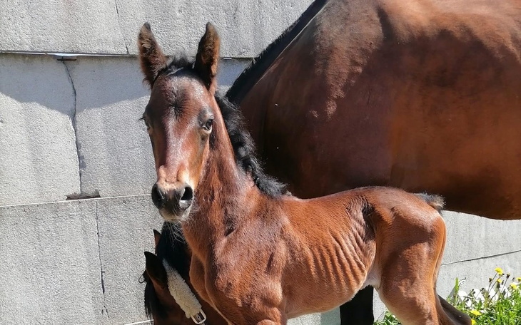 Zbiórka Pomoc dla Singa - zdjęcie główne