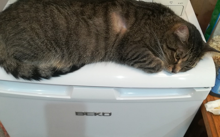 Zbiórka Zbieram na leczenie dla Misi/Fip - zdjęcie główne