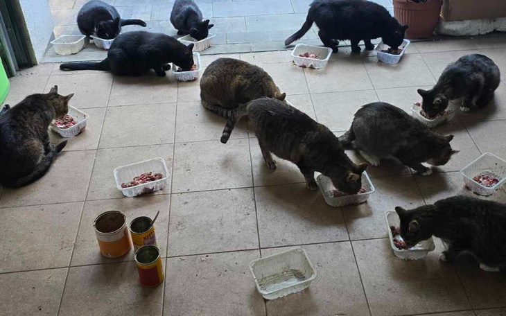 Grupa kotów jedzących z misek w pomieszczeniu.