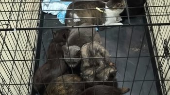 Zbiórka Koty z Piekar - miniaturka zdjęcia