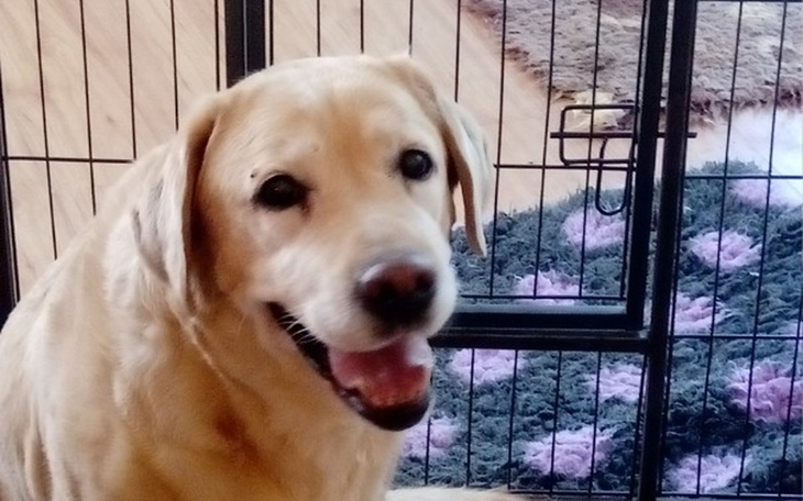 Zbiórka Basen dla psów - zdjęcie główne