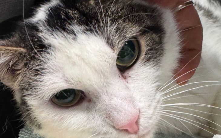 Kot z bliska, z wyraźnymi zielonymi oczami.