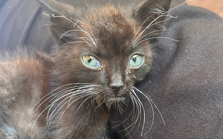 Zbiórka Leczenie porzuconego Luckiego - zdjęcie główne