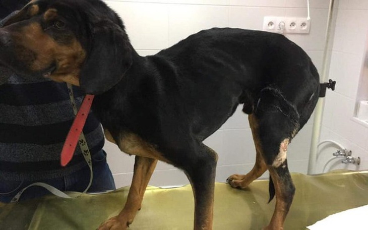 Zbiórka By pies Lesław żył... - zdjęcie główne