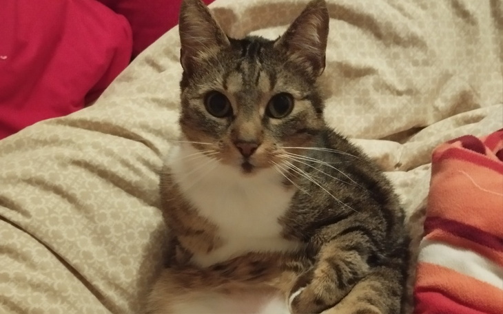 Zbiórka Zbieram na jedzenie dla Kociaków - zdjęcie główne