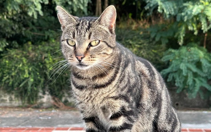 Zbiórka Zbiórka na zwierzaki - zdjęcie główne