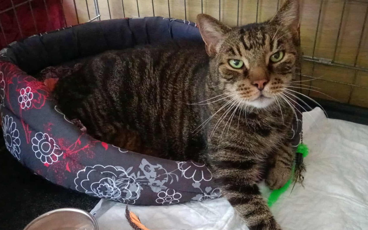 Kot leżący w legowisku, z wyrazistym spojrzeniem.