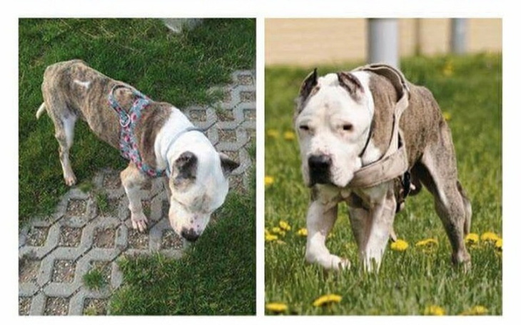 Dwa psy, jeden z nich w uprzęży, spacerujące po trawie.