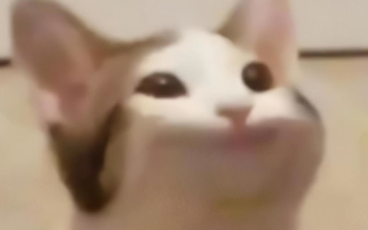 Zbiórka vdolce i skiny do csa - zdjęcie główne