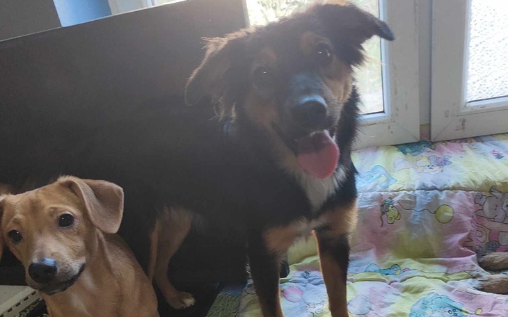 Zbiórka Remont domu tymczasowego dla pso - zdjęcie główne