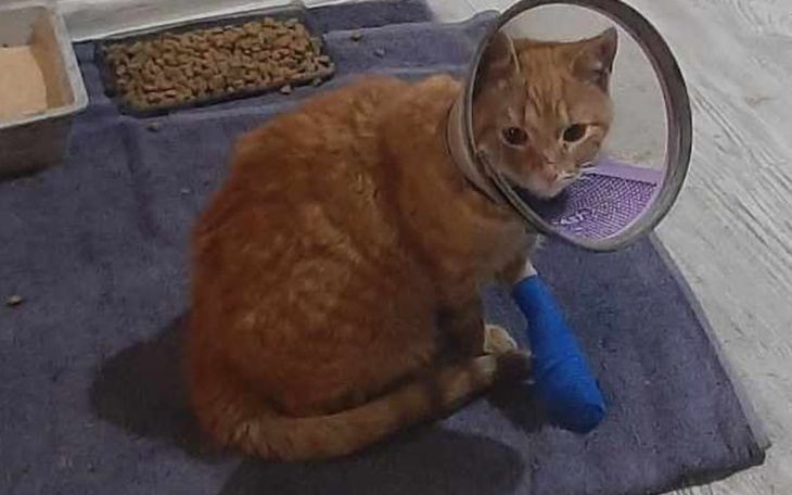 Kot z opatrunkiem, potrzebujący troski.