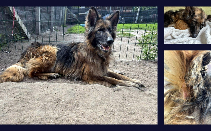 Pies rasy owczarek niemiecki leżący na trawie.