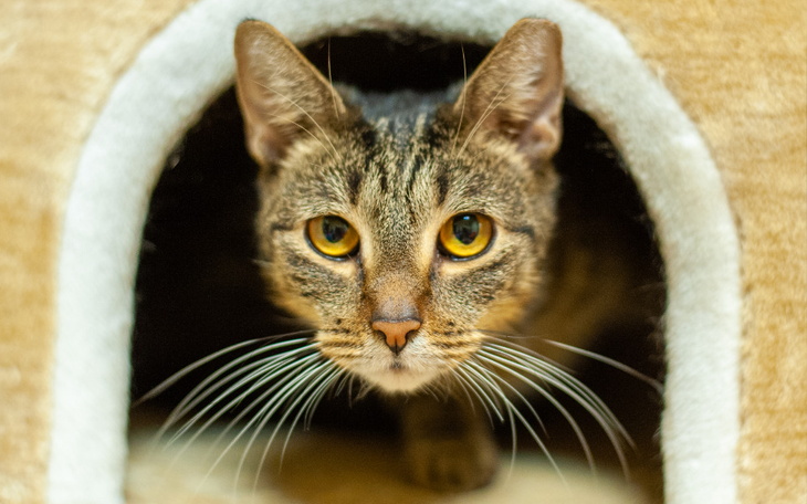 Zbiórka Mruczarnia wrzesień 2023 - zdjęcie główne