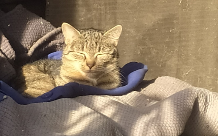 Zbiórka Dla koteczki Megi - zdjęcie główne