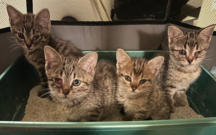 Cztery małe kocięta w kuwecie, wyglądające na ciekawskie.