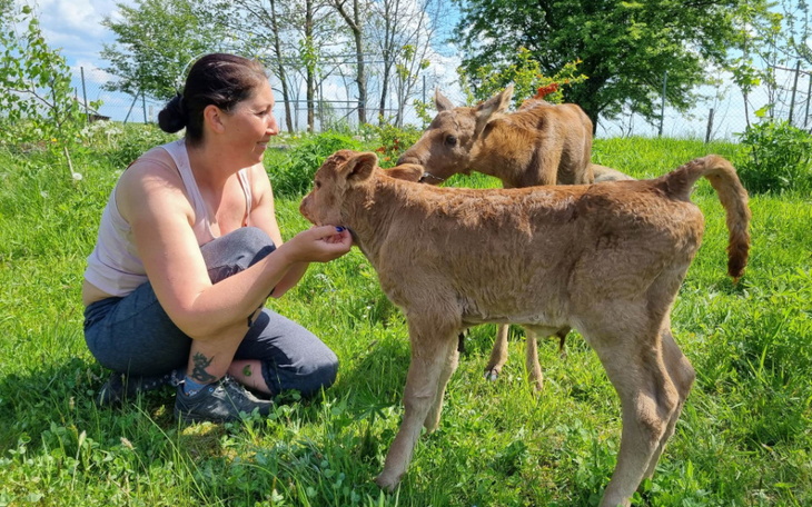 Kobieta karmiąca cielęta na zielonej łące.