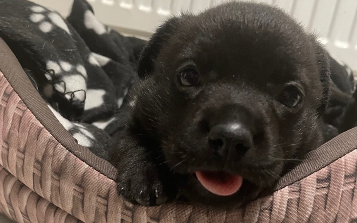 Mały czarny piesek leżący w swoim legowisku.