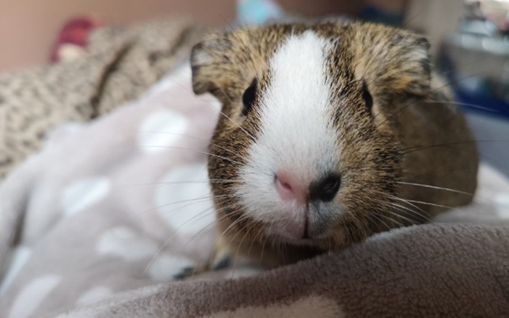 Zbiórka Zbiórka na świnki morskie - zdjęcie główne