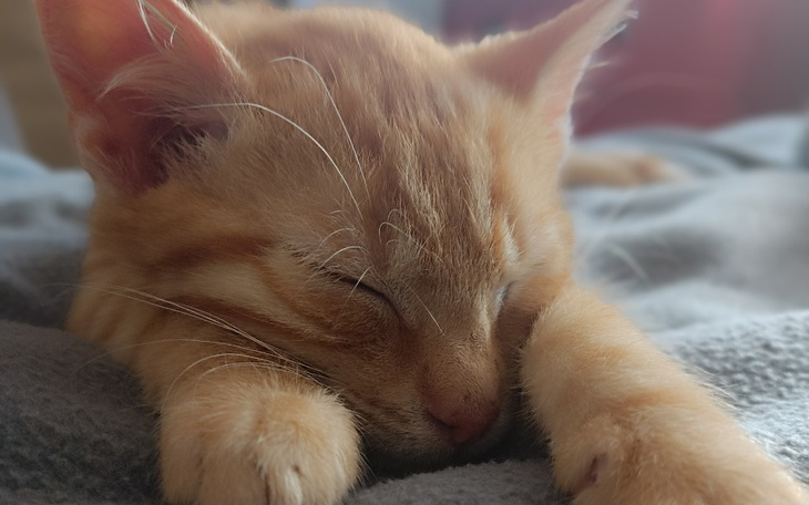 Zbiórka Pomoc dla NORIEGO - zdjęcie główne