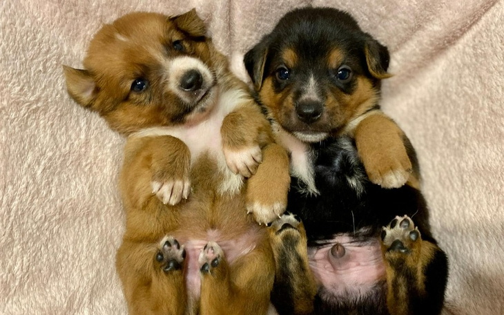 Zbiórka Szrabulki proszą o pomoc - zdjęcie główne