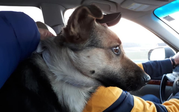 Zbiórka Na pomoc Bezie wyrzuconej z auta - zdjęcie główne