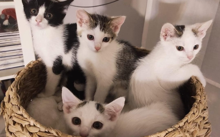 Cztery kocięta w wiklinowym koszyku, wyglądające na ciekawskie.