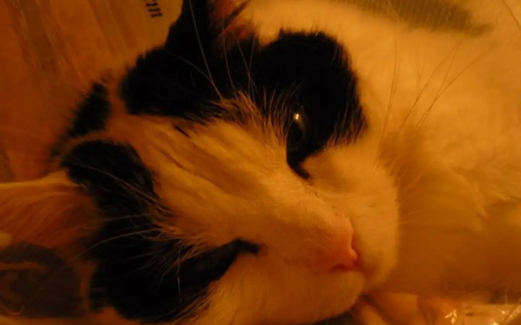 Zbiórka Na kiciunia - zdjęcie główne