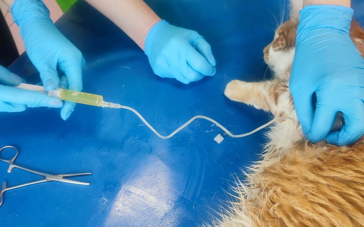 Zbiórka Dajmy śmierci po łapach - zdjęcie główne