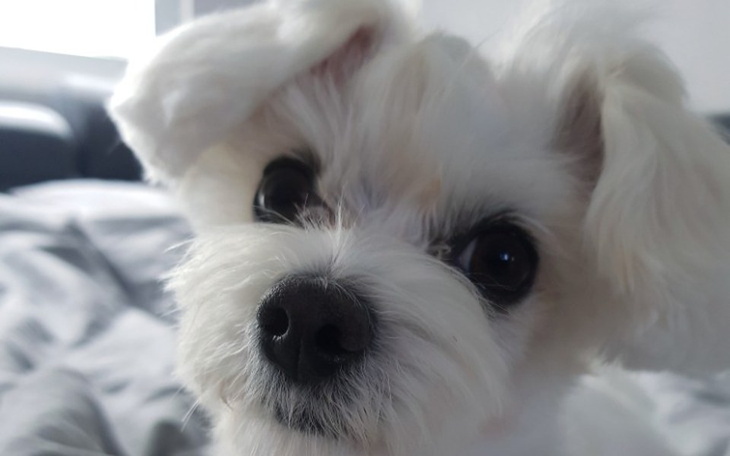 Zbiórka Operacja serduszka Holly - zdjęcie główne