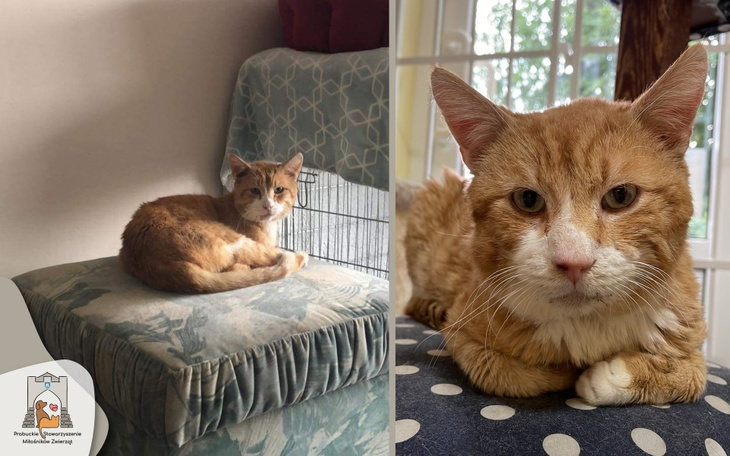 Zbiórka Usunięcie ząbków kocurka Igora - zdjęcie główne