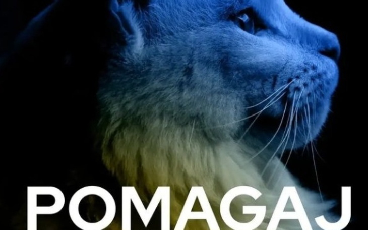 Zbiórka Pomagamy kotom z Ukrainy - zdjęcie główne