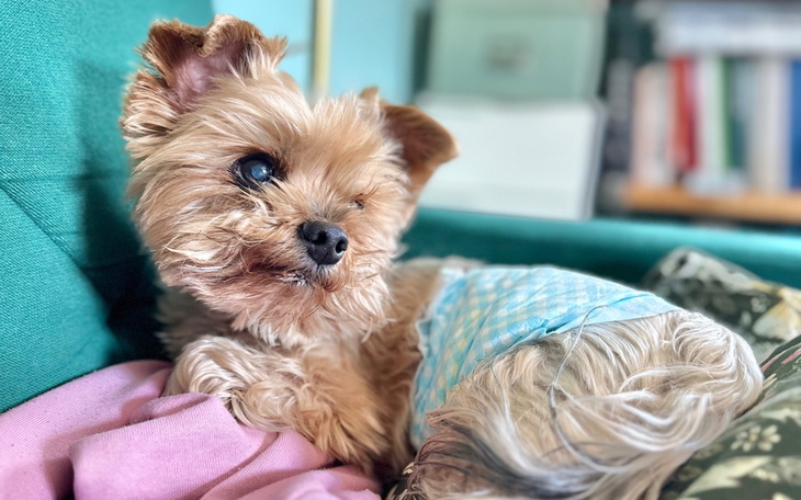 Pies rasy yorkshire terrier, leżący na kanapie.