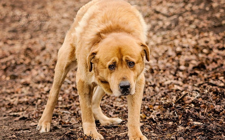 Zbiórka Ratujemy łapy Zenka ! - zdjęcie główne