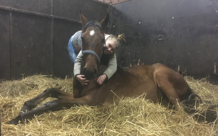 Zbiórka Nasza 4 letnia klacz traci wzrok - zdjęcie główne