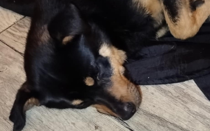 Śpiący pies na podłodze, w wygodnej pozycji.