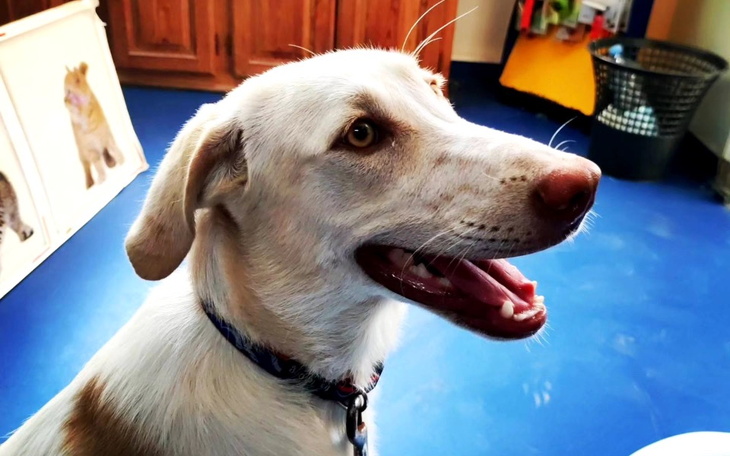 Zbiórka Mila i Jadzia jadą do Europy - zdjęcie główne