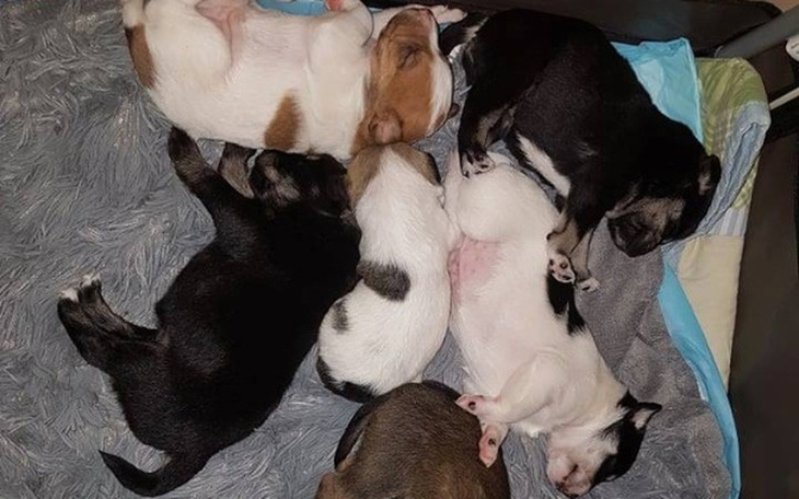 Zbiórka Surowica - szansa na życie! - zdjęcie główne