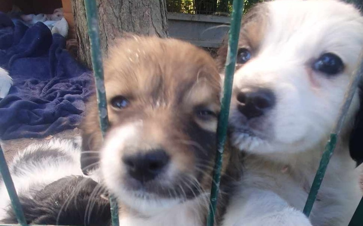 Zbiórka Wieś rozmnozyla,wieś wyrzuciła. - zdjęcie główne